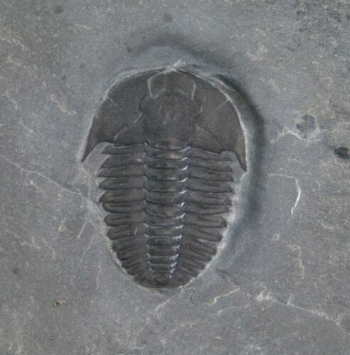 Undescribed Kendallina Trilobite - McKay Group #7446